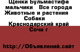 Щенки Бульмастифа мальчики - Все города Животные и растения » Собаки   . Краснодарский край,Сочи г.